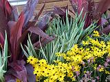 Cordyline and dianella